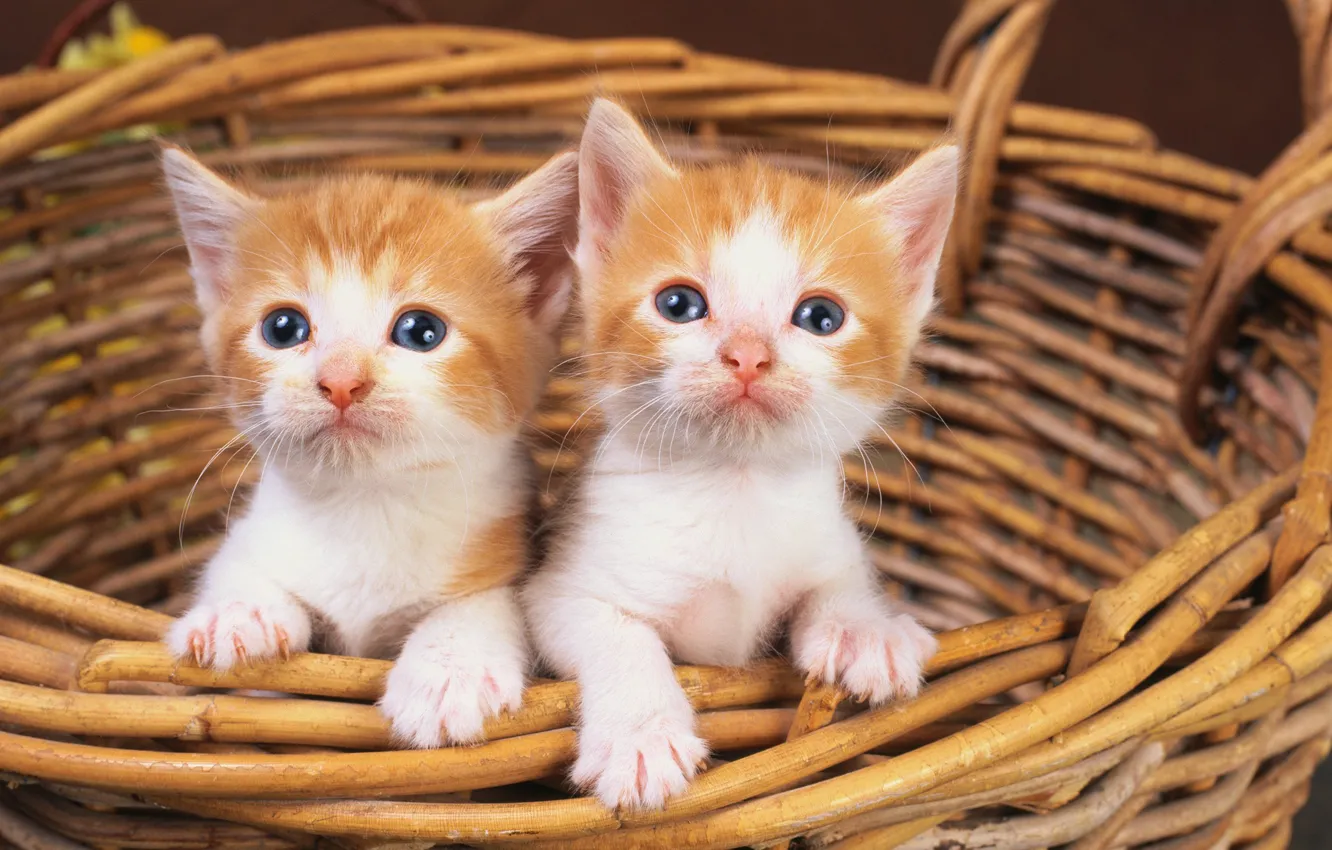 Photo wallpaper cat, white, cat, basket, red, kitty, two, cat