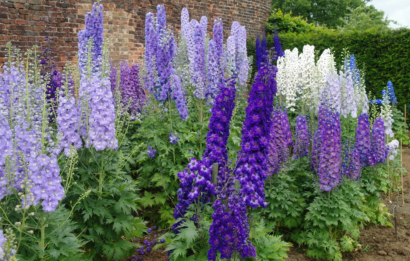 Photo wallpaper purple, flowers, white, delphinium