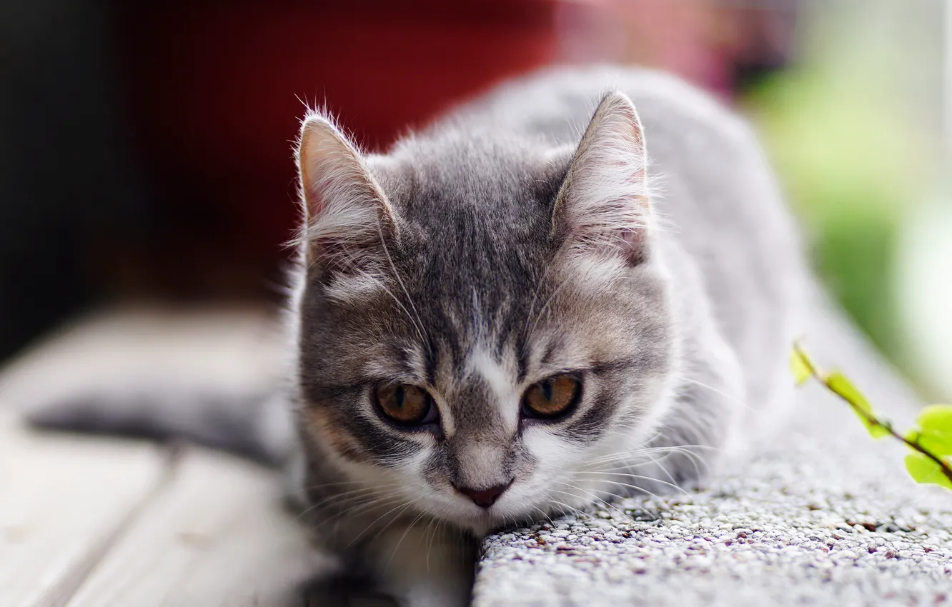 Photo wallpaper cat, look, kitty, grey, background, portrait, baby, kitty