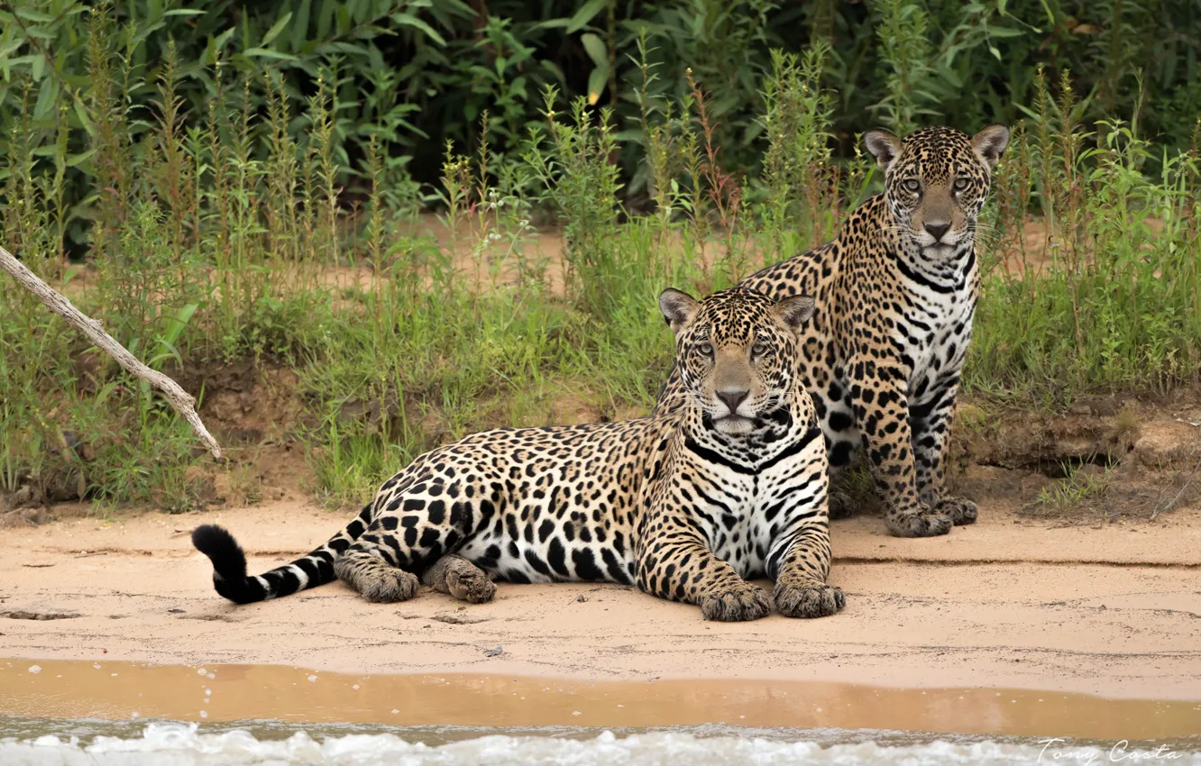 Photo wallpaper sea, predators, jaguars
