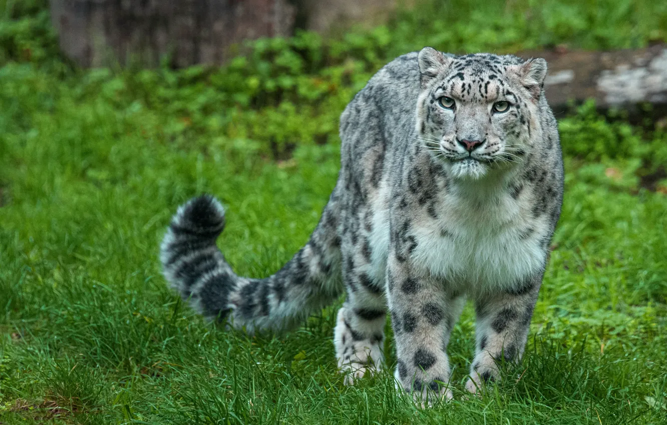 Photo wallpaper greens, grass, look, glade, IRBIS, snow leopard, is