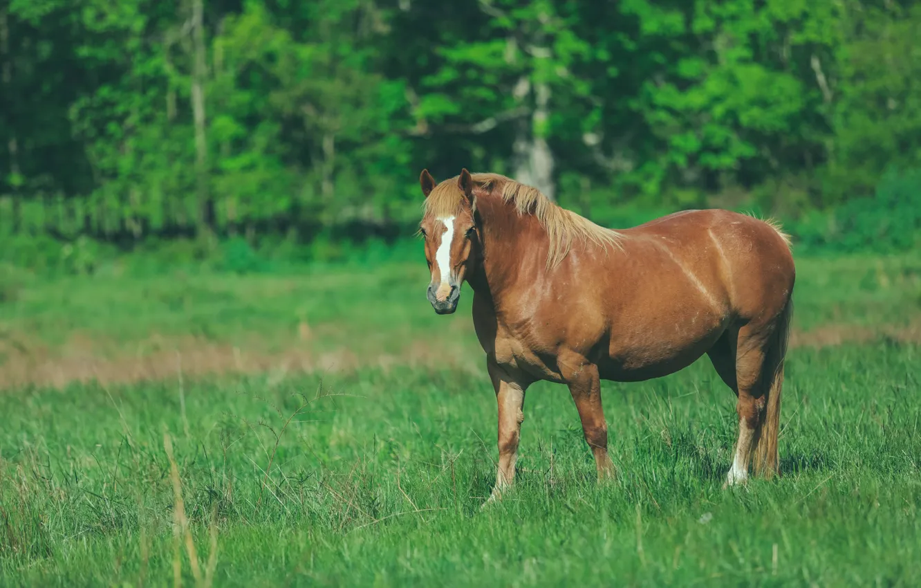 Photo wallpaper greens, field, grass, look, trees, nature, pose, horse