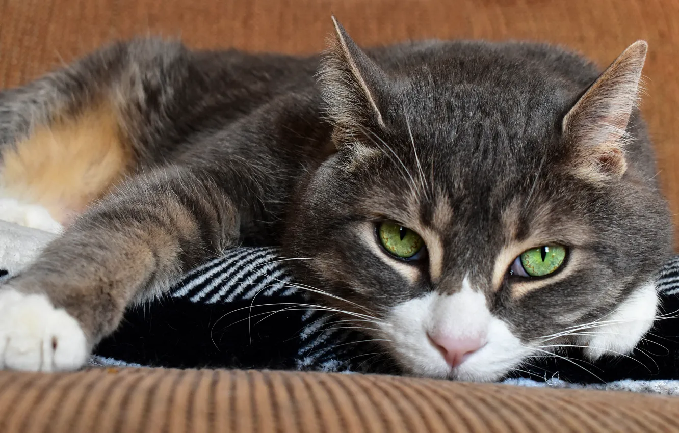 Photo wallpaper cat, cat, look, face, sofa, portrait, lies, green eyes