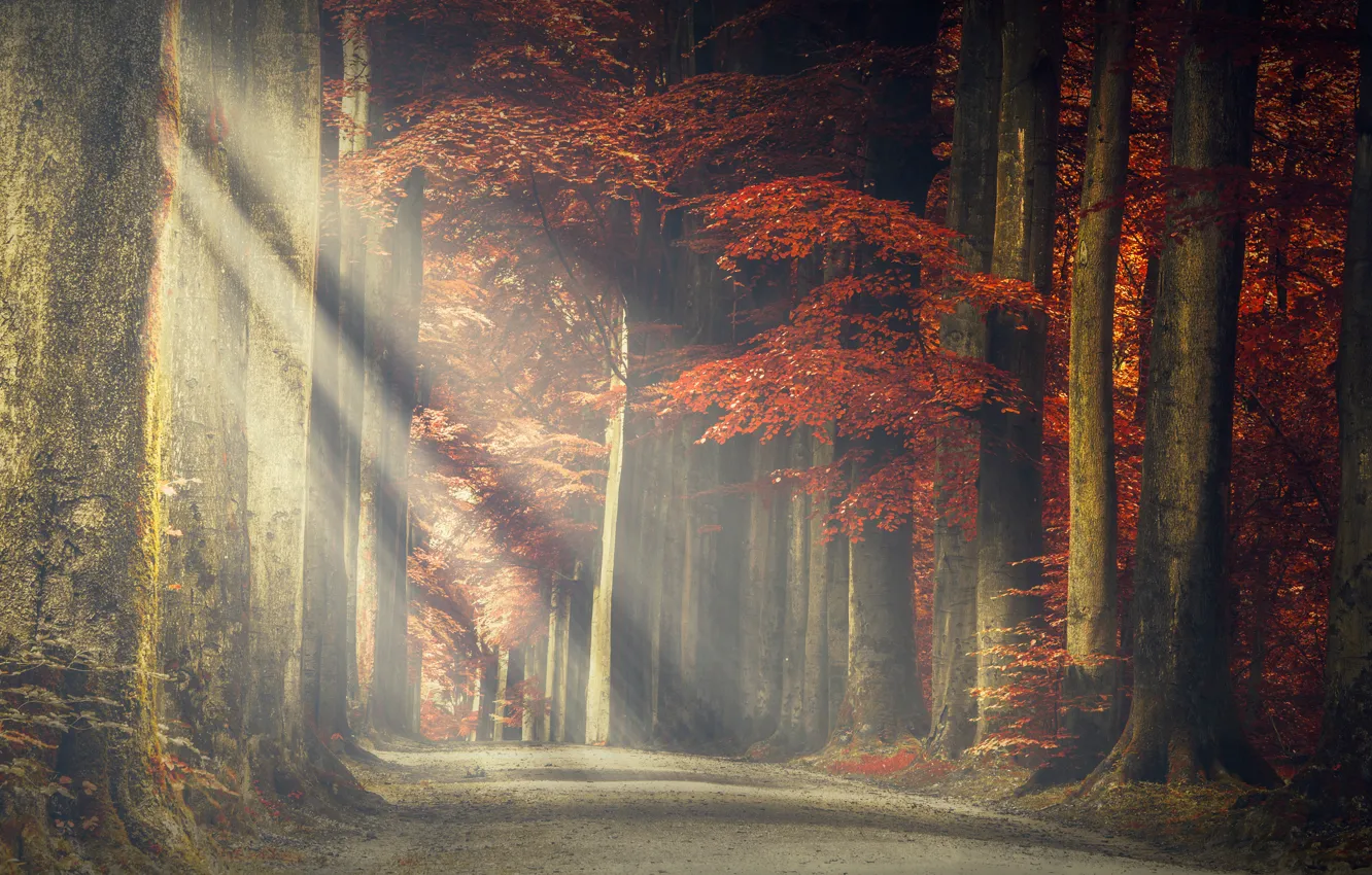Photo wallpaper autumn, forest, the sun, rays, light, trees, fog, Park