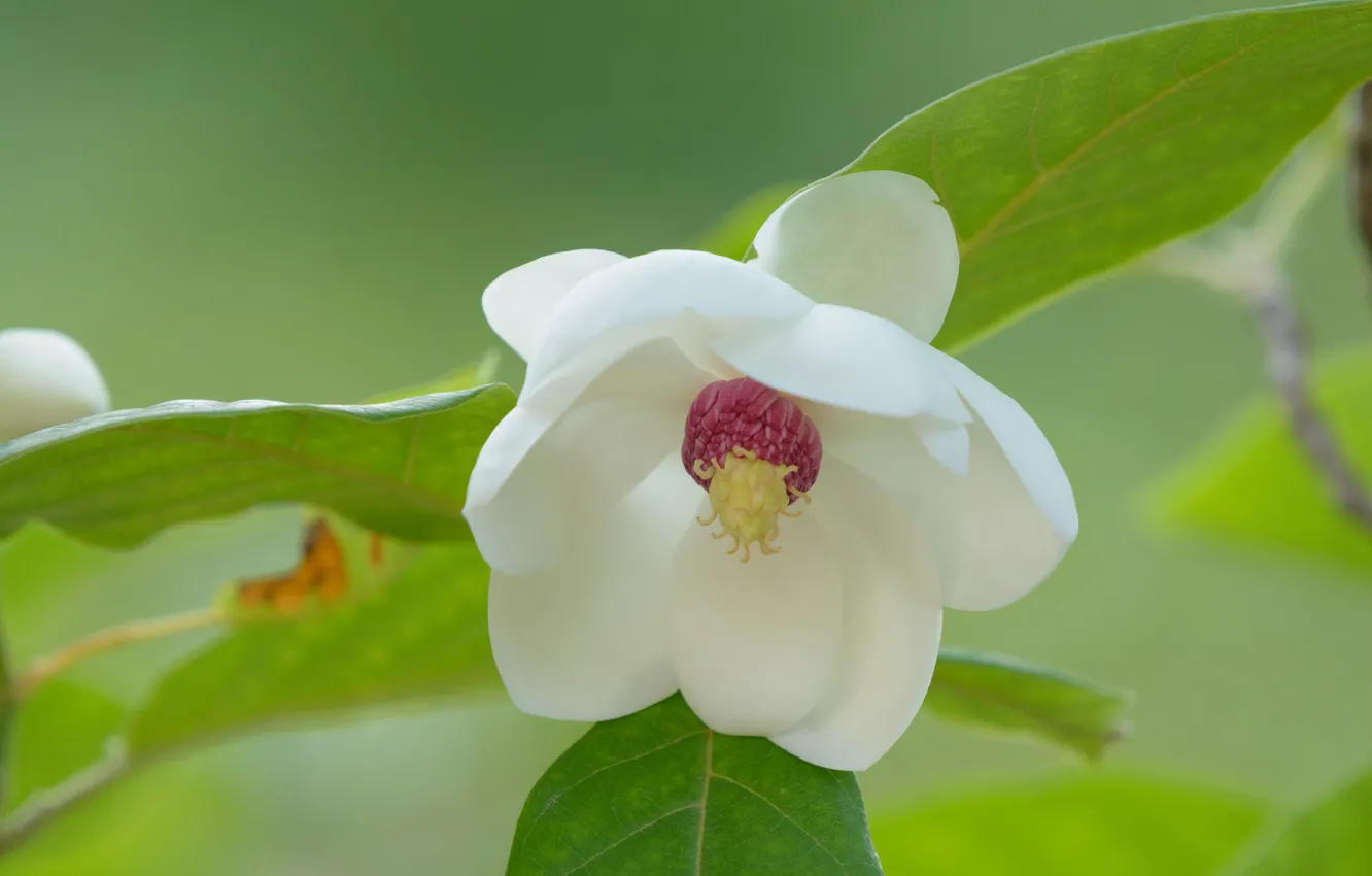 Photo wallpaper flower, white, Magnolia