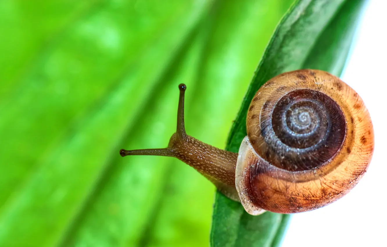Photo wallpaper macro, sheet, snail
