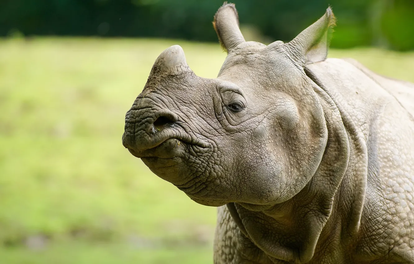 Photo wallpaper nature, background, Rhino