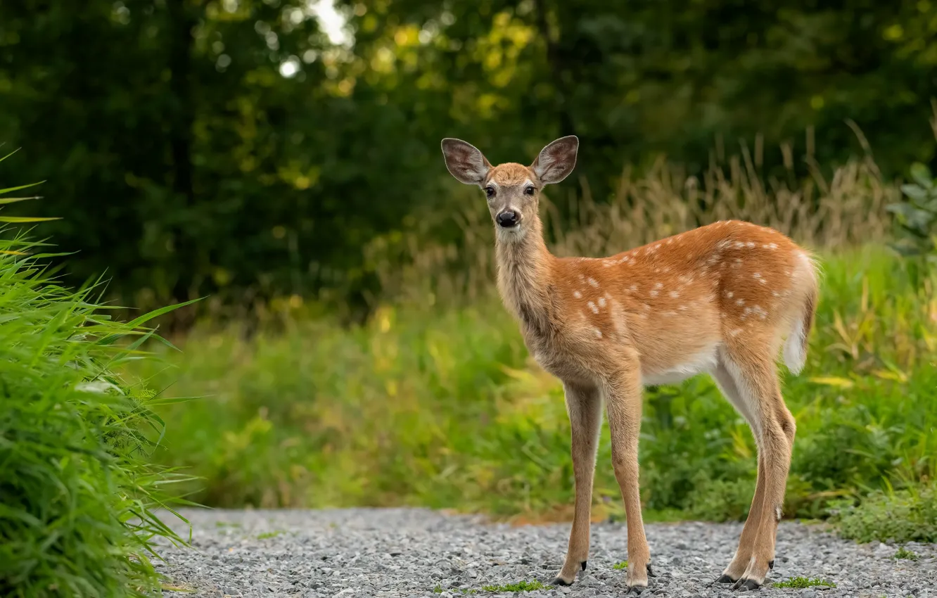 Photo wallpaper fawn, Park, nature, deer, grass, track