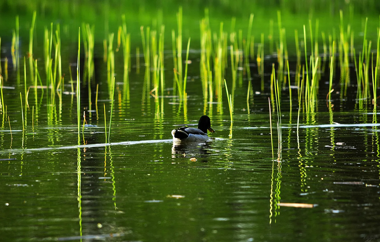 Photo wallpaper lake, pond, reed, duck