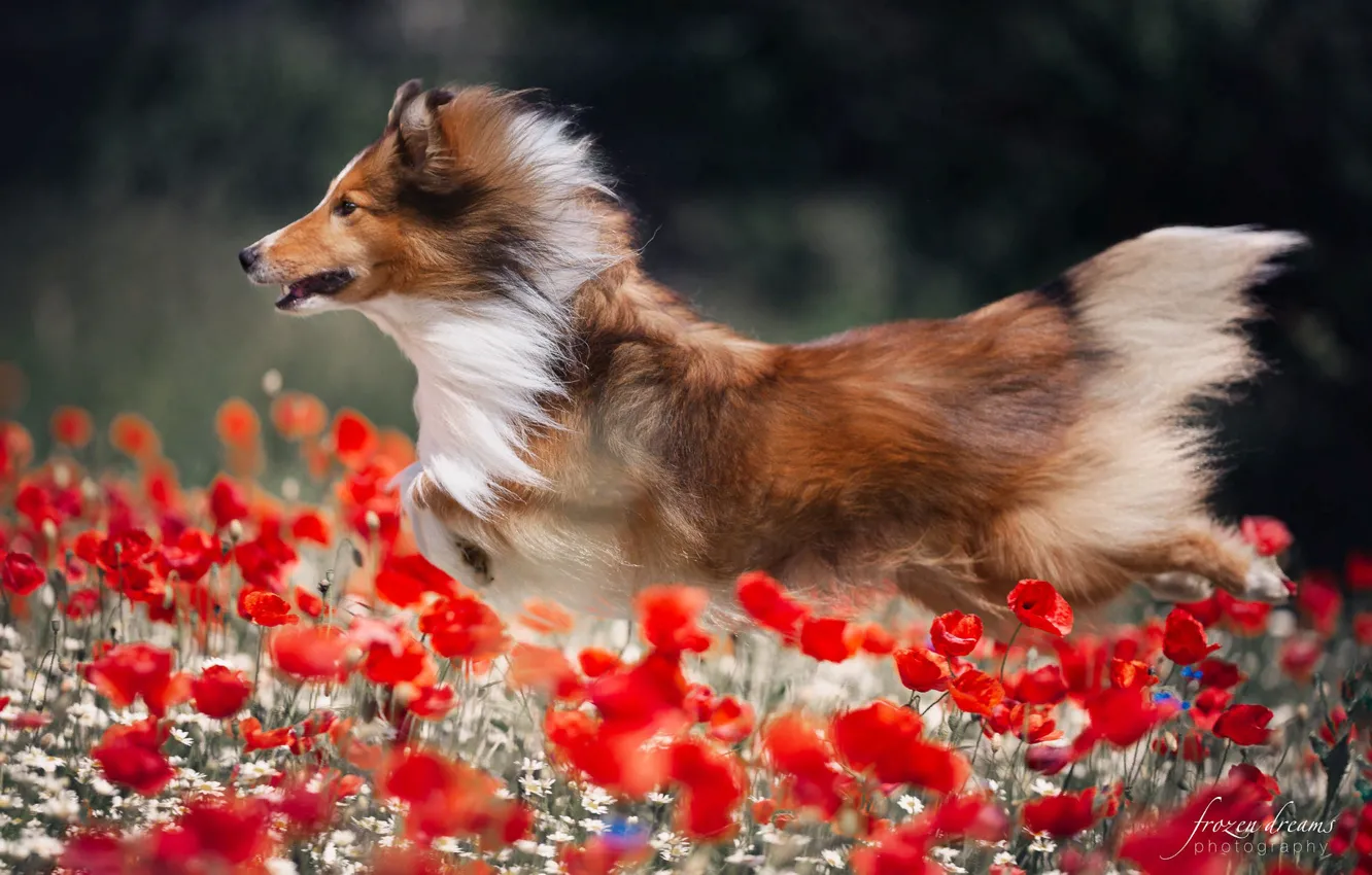 Photo wallpaper summer, flowers, nature, animal, Maki, dog, running, dog