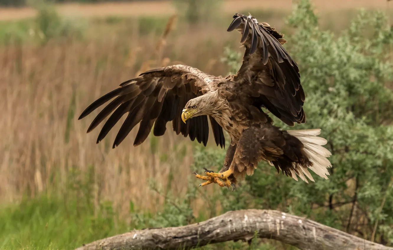 Photo wallpaper look, nature, bird, eagle, log, the rise, the bushes, stroke