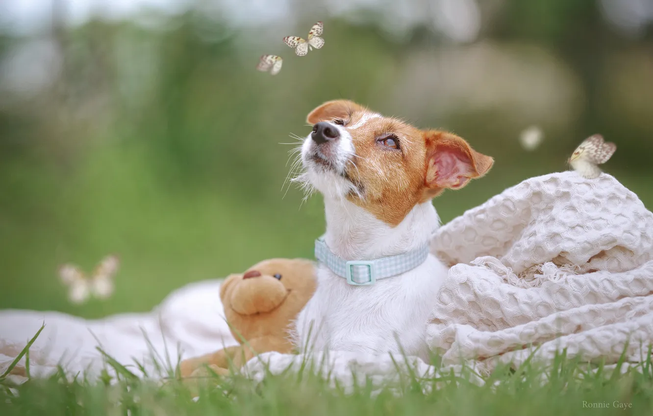 Photo wallpaper butterfly, toy, dog, meadow, plaid