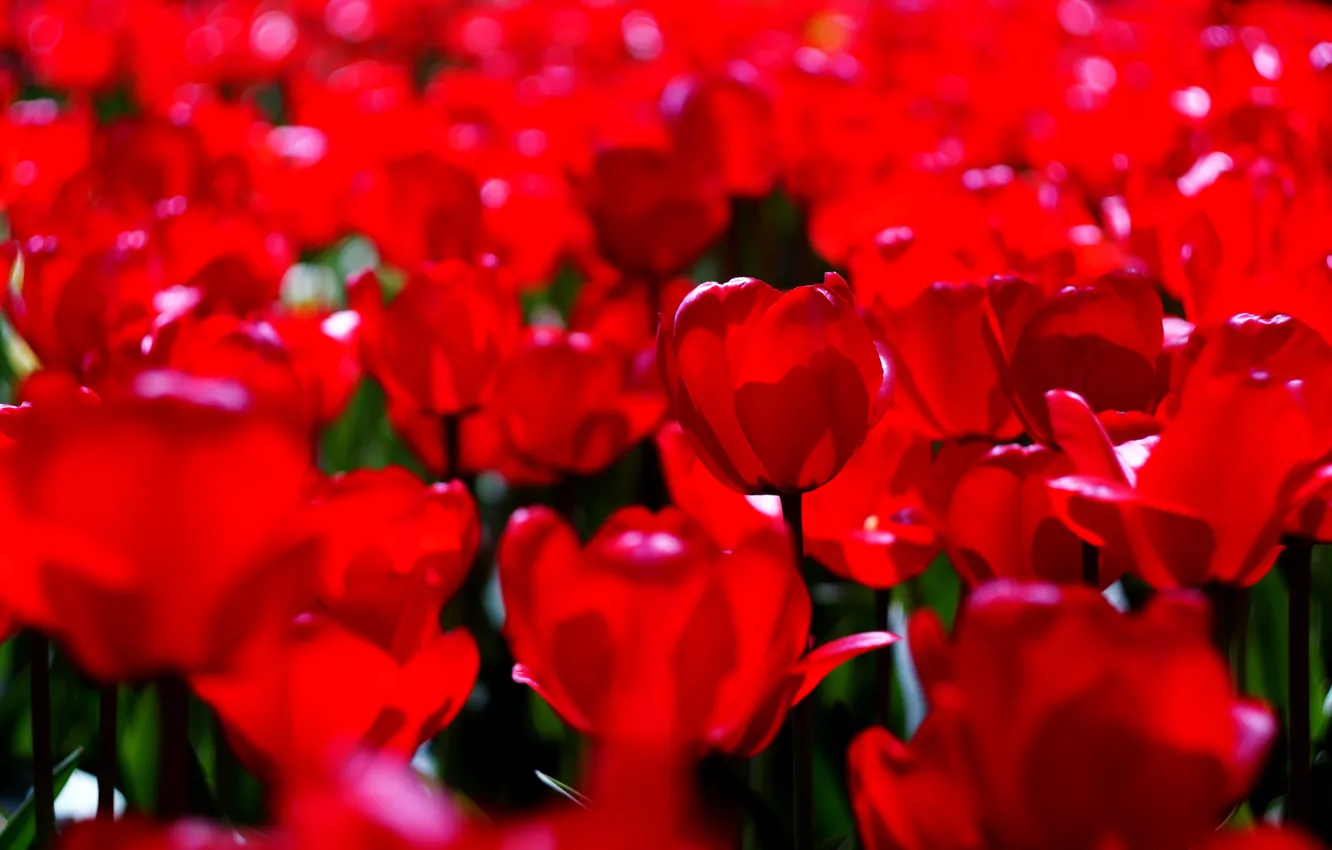 Photo wallpaper light, flowers, bright, spring, tulips, red, buds, flowerbed