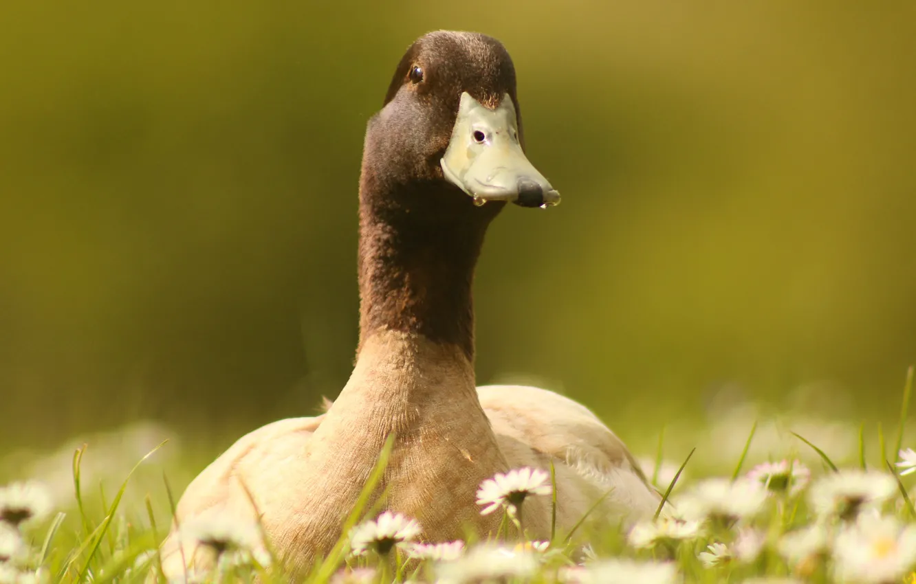 Photo wallpaper flowers, nature, duck, weed