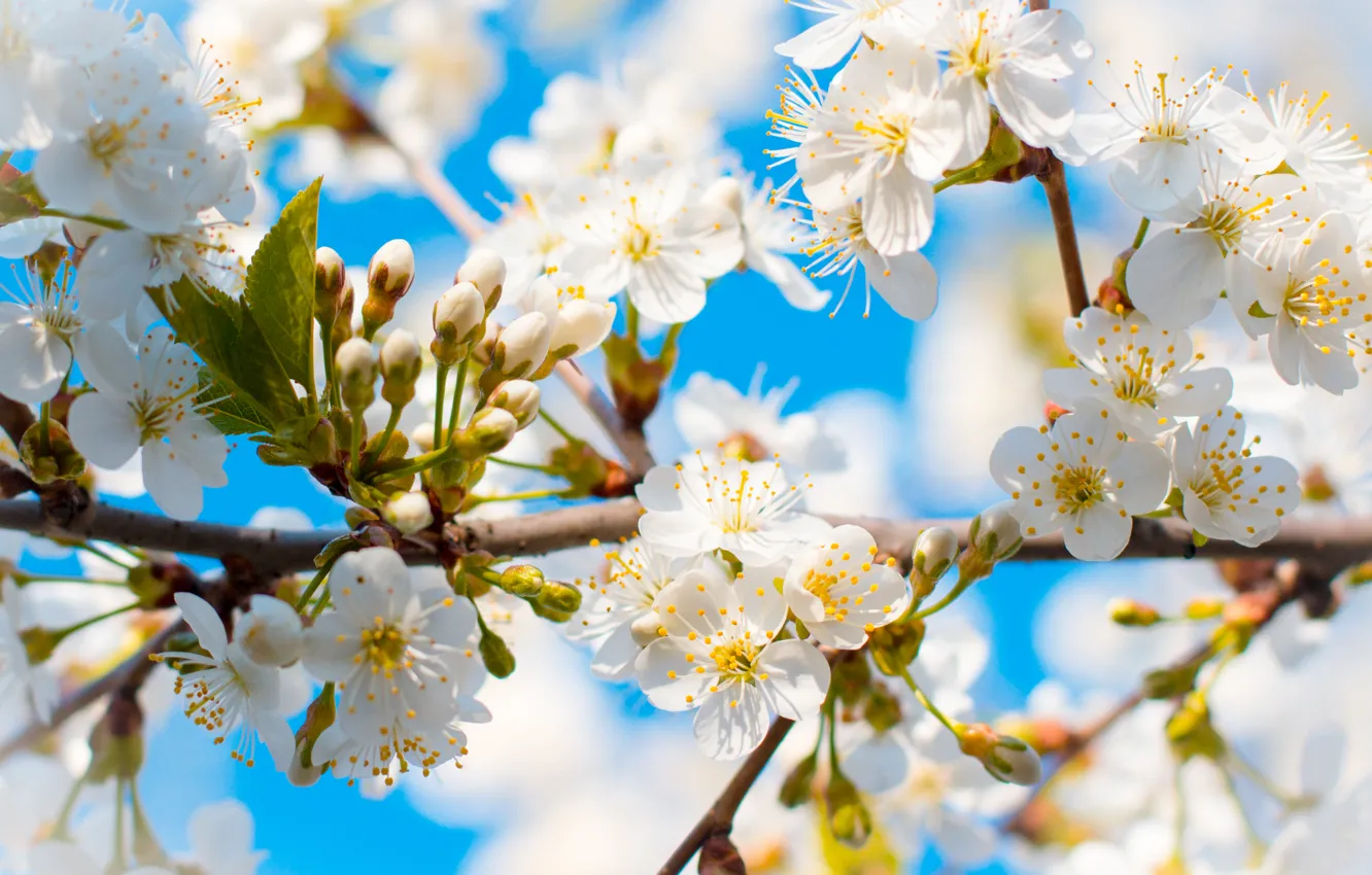 Photo wallpaper the sky, flowers, tree, blue, spring, buds