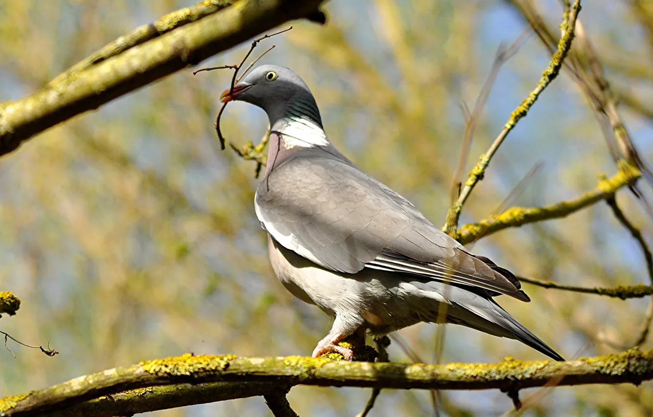 Photo wallpaper branches, bird, pigeons, Wood pigeon, crow