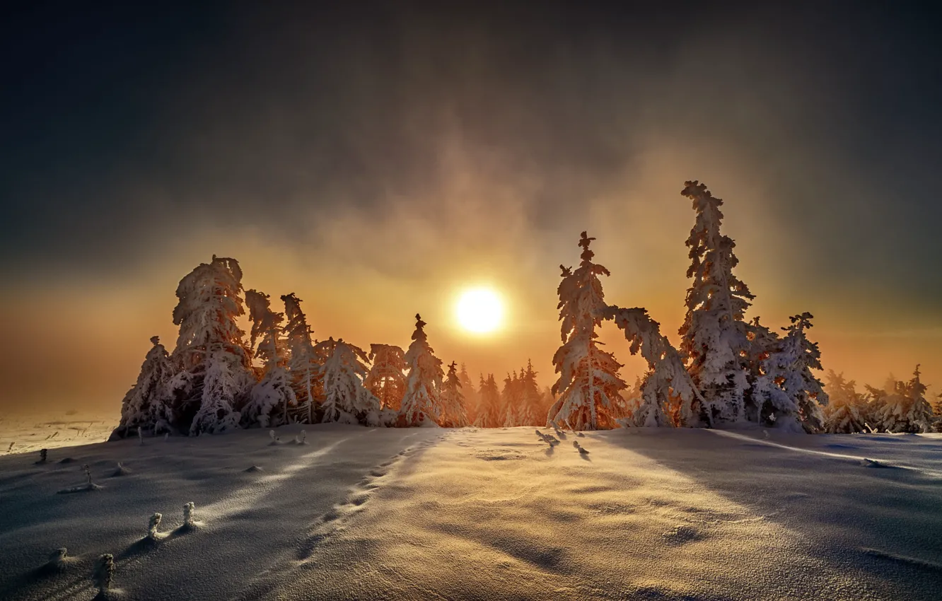 Photo wallpaper winter, field, forest, the sun, clouds, light, snow, sunset
