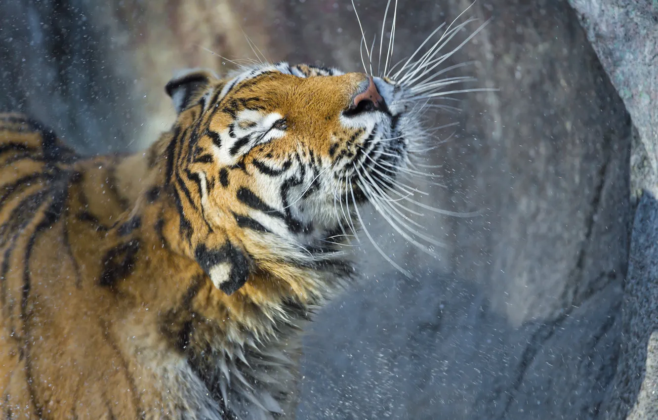 Photo wallpaper cat, squirt, tiger, wet, the Amur tiger, ©Tambako The Jaguar