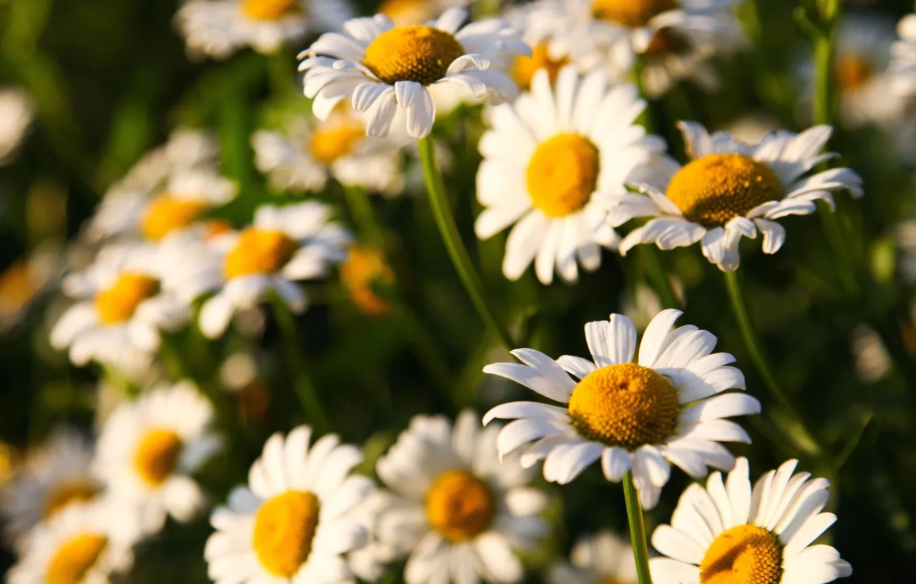 Photo wallpaper flowers, chamomile, Sunny, field