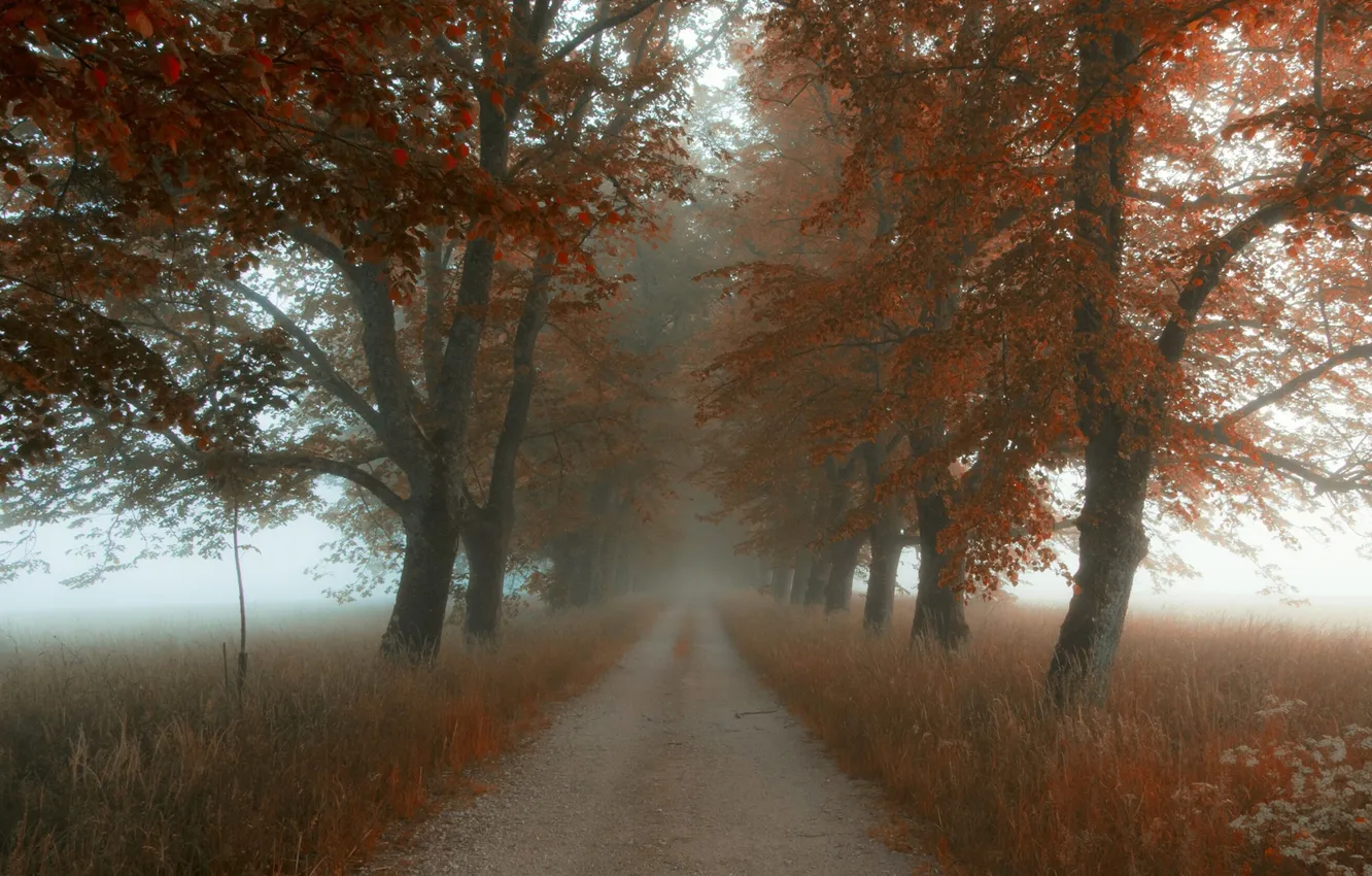 Photo wallpaper road, field, autumn, leaves, trees, fog, foliage, the countryside
