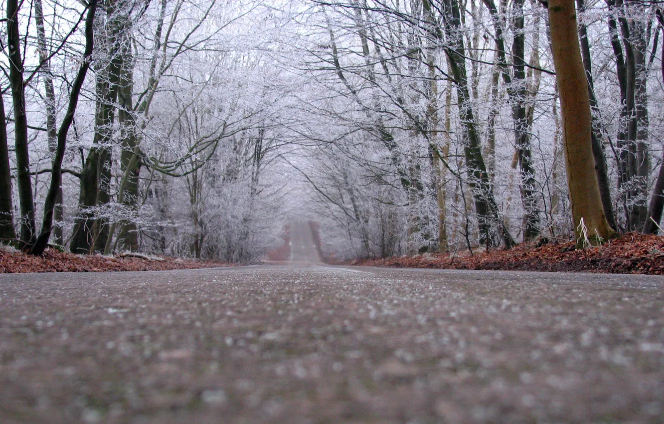 Photo wallpaper road, trees, overcast, the distance, fallen leaves, snow, late autumn, eel