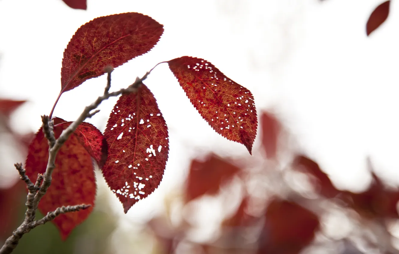 Photo wallpaper leaves, macro, nature