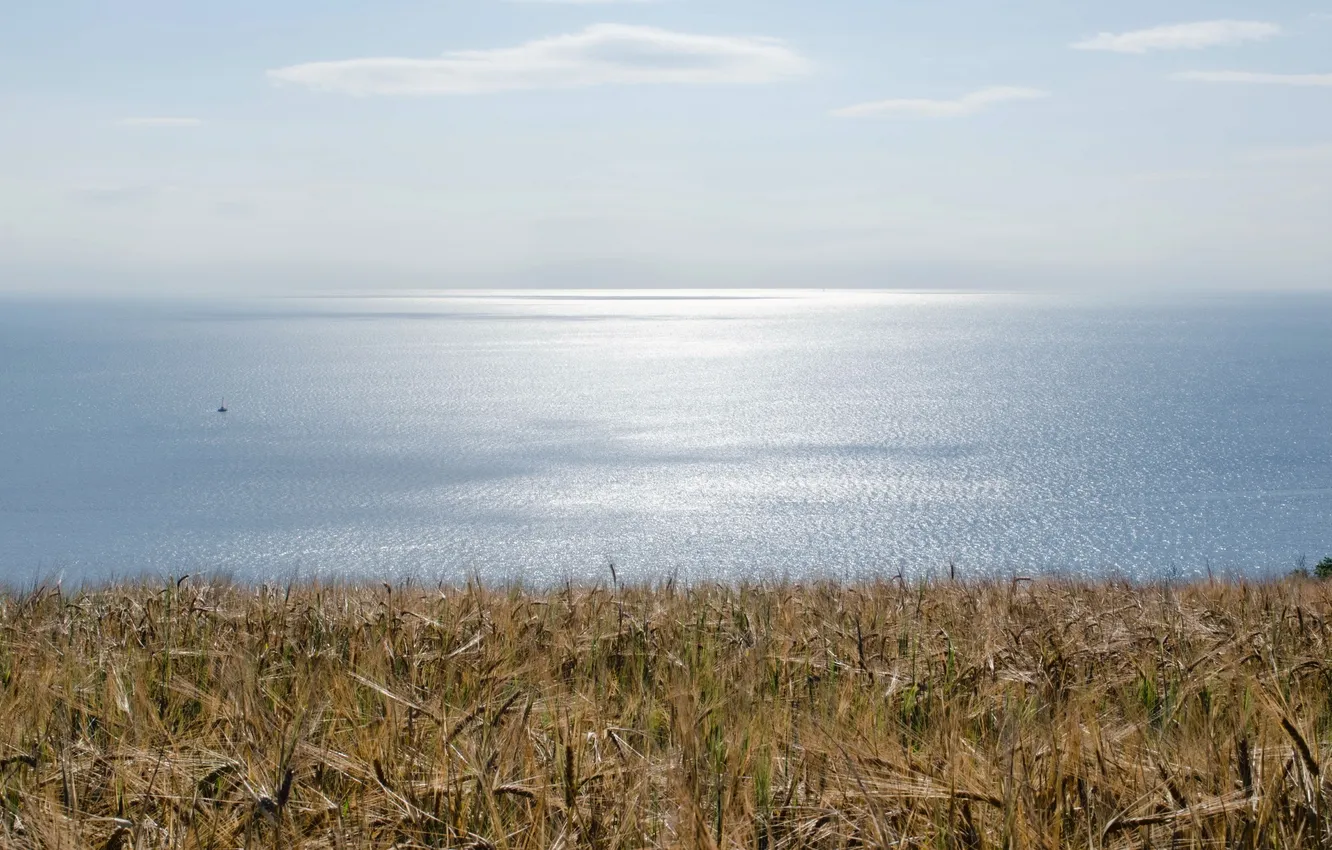 Photo wallpaper sea, landscape, ears