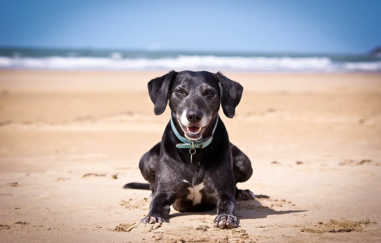 Photo wallpaper beach, background, dog