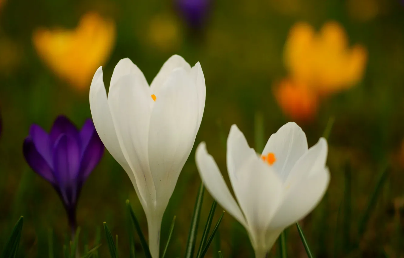 Photo wallpaper flowers, crocuses, colorful, spring