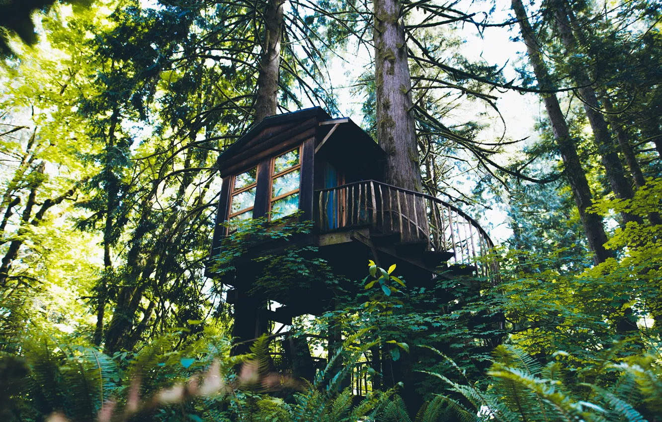 Photo wallpaper forest, ladder, tree house