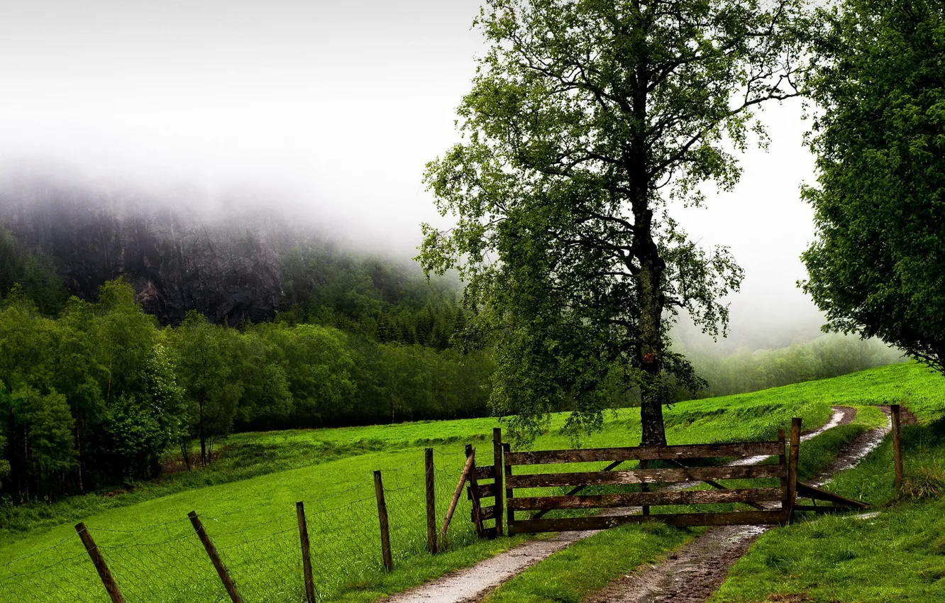 Photo wallpaper grass, forest, trees, landscape, nature, fence, mist, Field