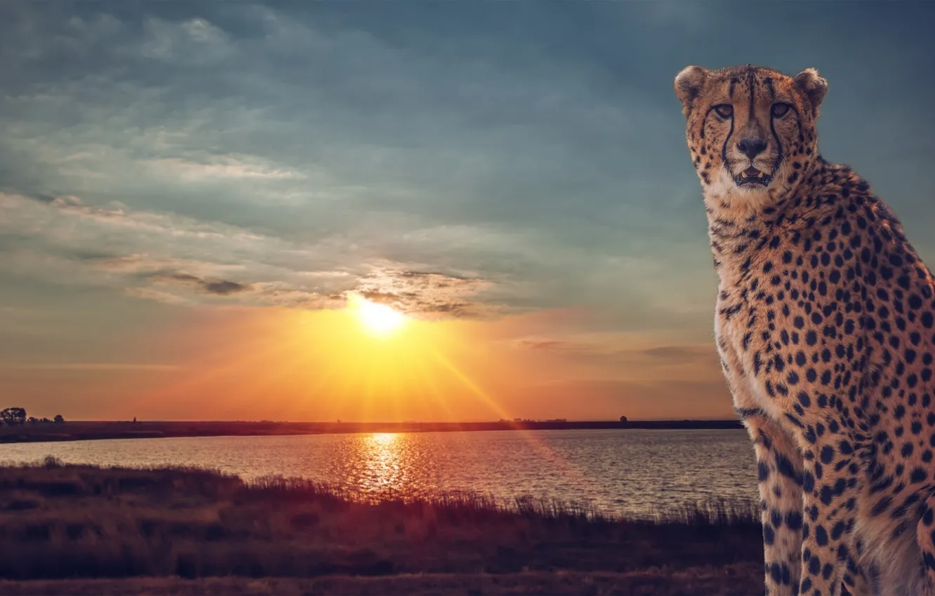 Photo wallpaper sunset, lake, Cheetah, Savannah, wild cat
