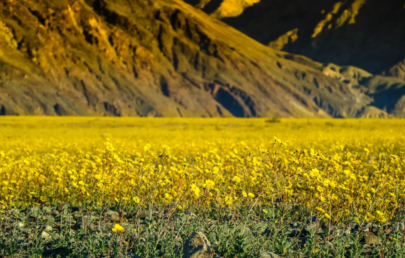 Photo wallpaper flowers, mountains, spring, CA, USA, Death Valley