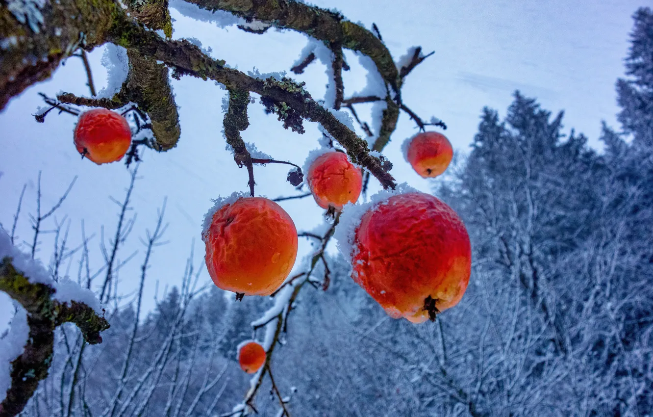 Photo wallpaper winter, frost, snow, branches, nature, tree, apples, red