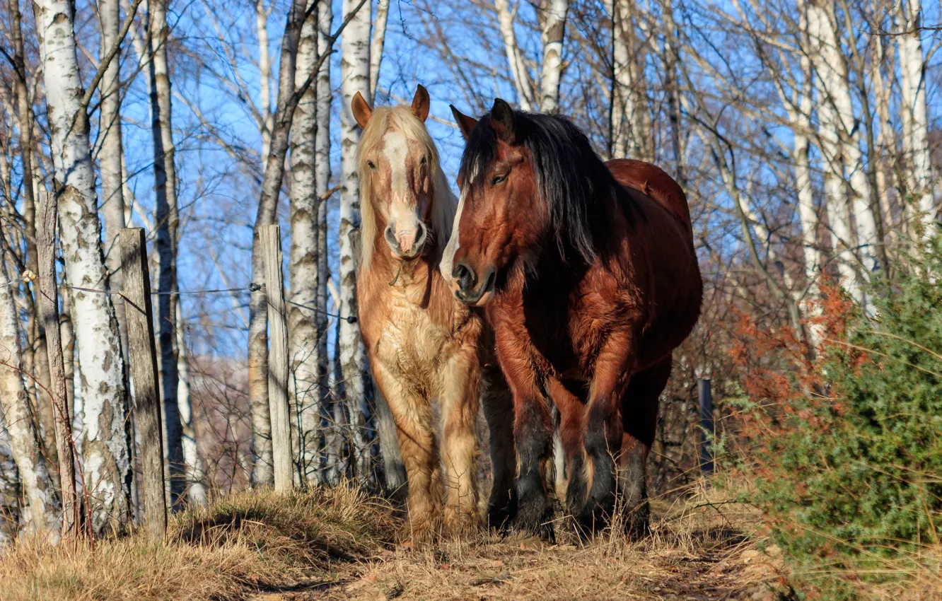 Photo wallpaper forest, trees, horses, horse, pair, muzzle, two knights