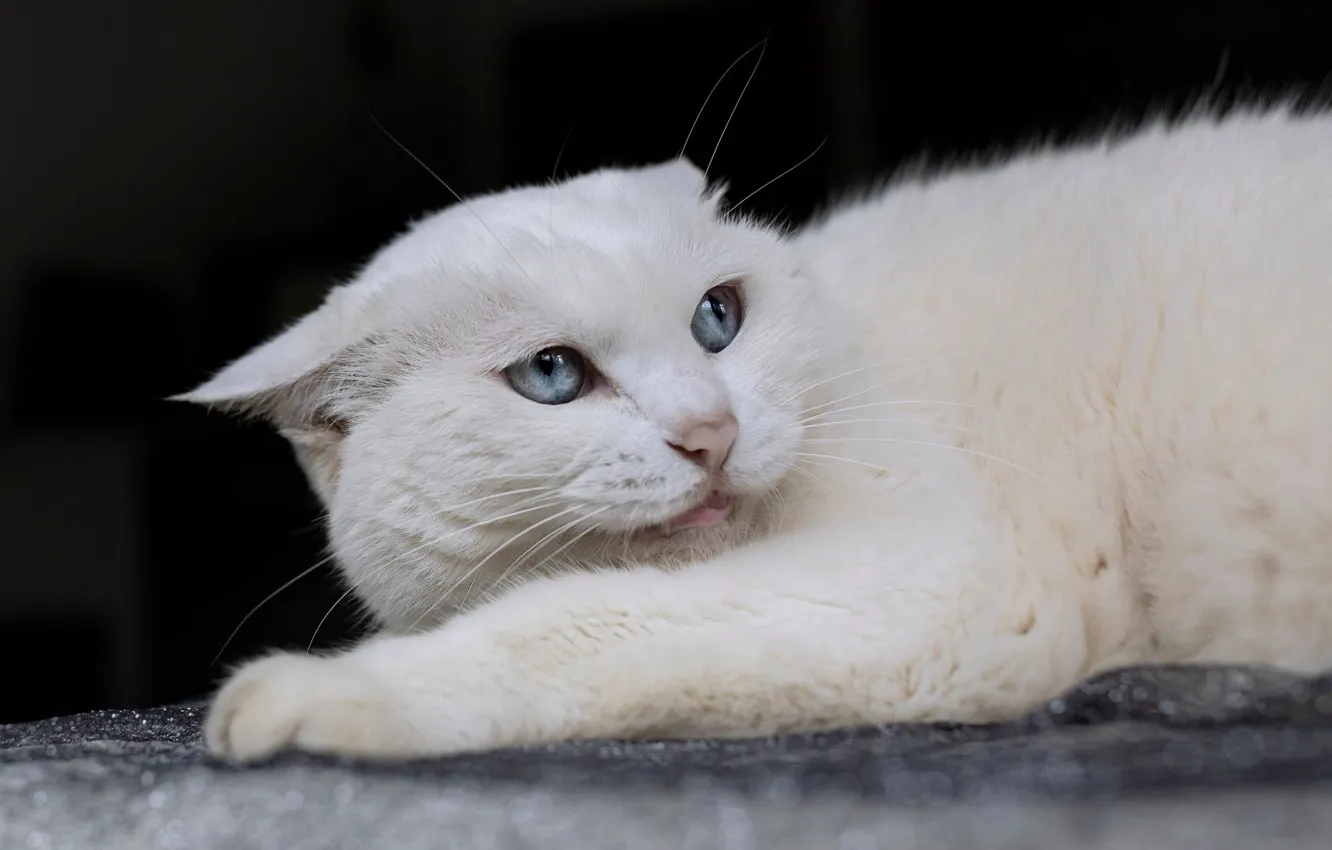 Photo wallpaper cat, white, cat, look, face, pose, portrait, paws