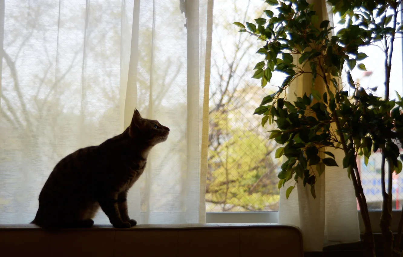 Photo wallpaper cat, cat, look, leaves, branches, pose, house, room