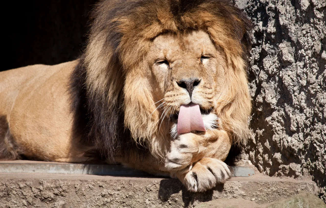 Photo wallpaper language, cat, Leo, mane, washing