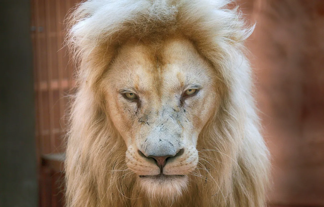 Photo wallpaper Lion, dignity, prestige, white lion, regard