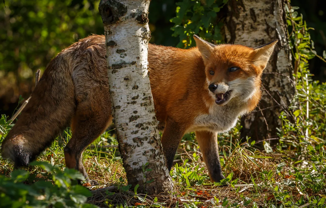 Photo wallpaper forest, grass, look, face, light, trees, nature, mouth