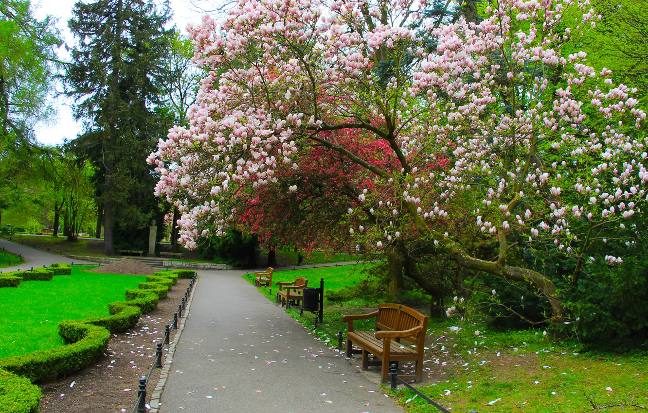 Photo wallpaper park, tree, spring, alley, magnolia, twigs, blooming