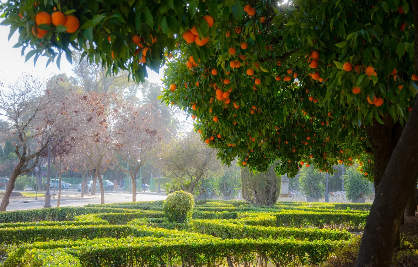 Photo wallpaper the sky, grass, trees, nature, fog, lawn, plants, oranges