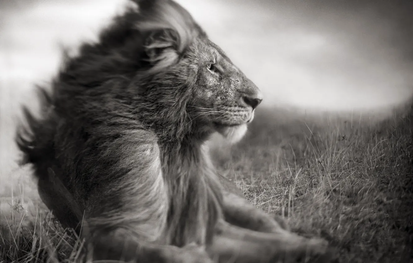 Photo wallpaper nature, photo, predator, Leo, the king of beasts, Savannah