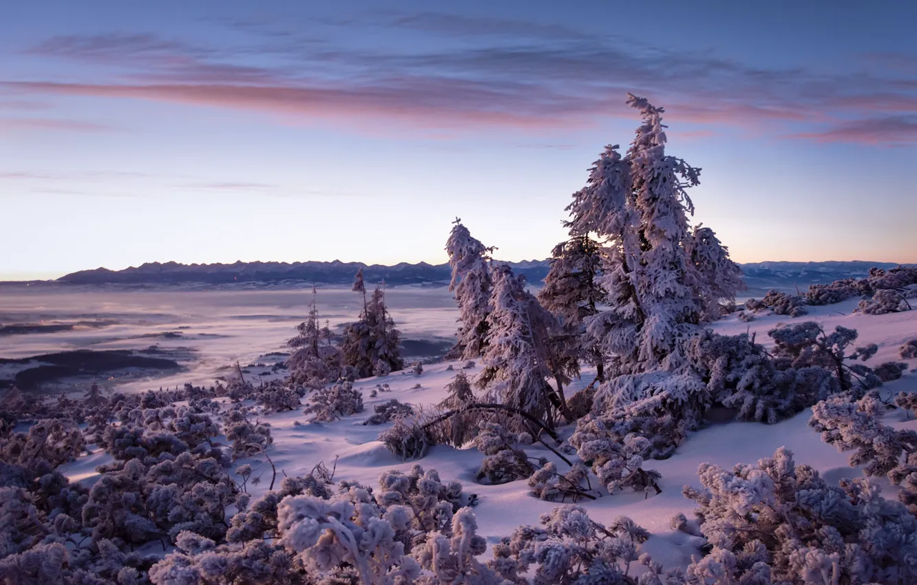 Photo wallpaper winter, frost, field, forest, the sky, clouds, snow, trees