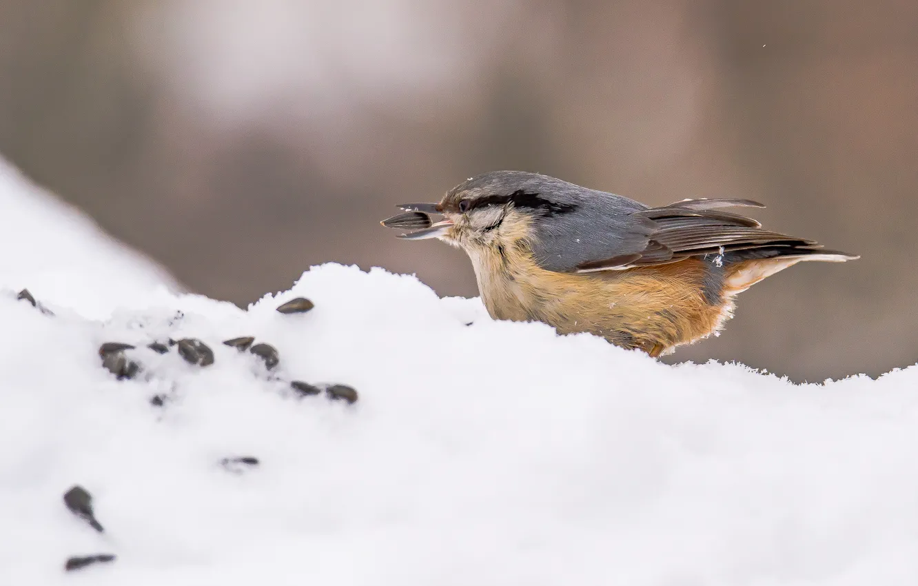 Photo wallpaper winter, snow, bird, nuthatch, holds a seed