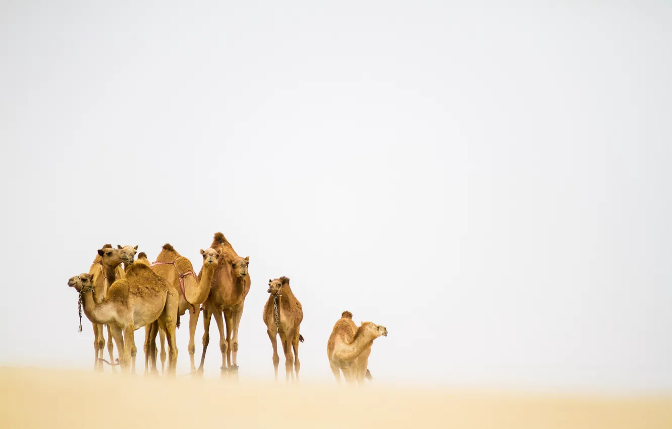 Photo wallpaper desert, camels, sandstorm