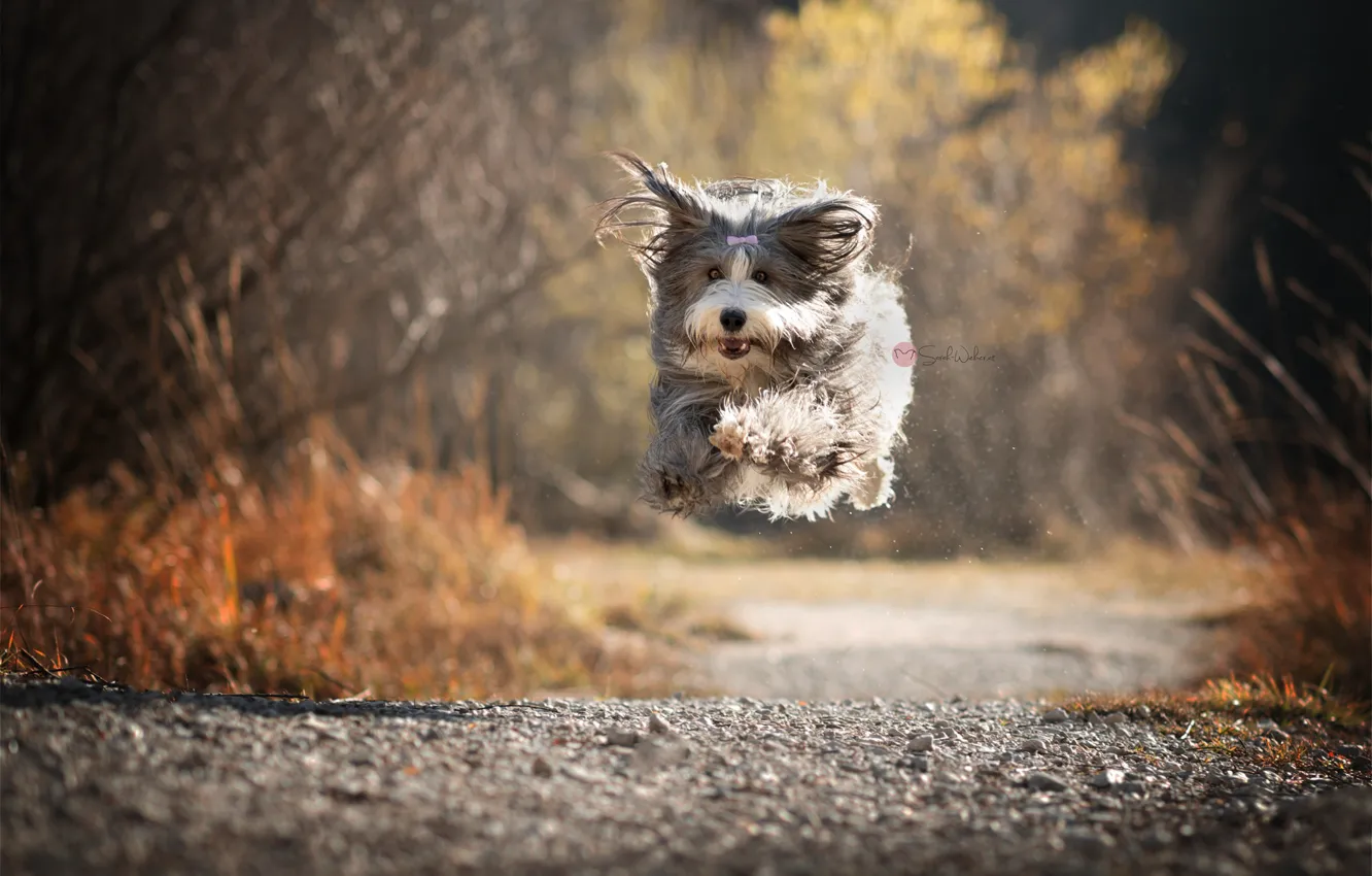 Photo wallpaper road, dog, running, flight