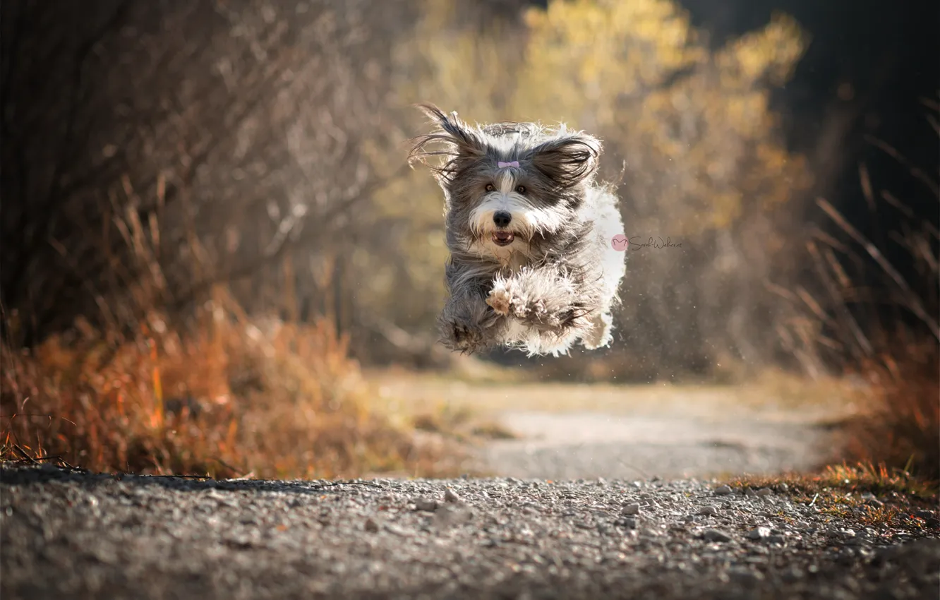 Photo wallpaper road, flight, dog, running