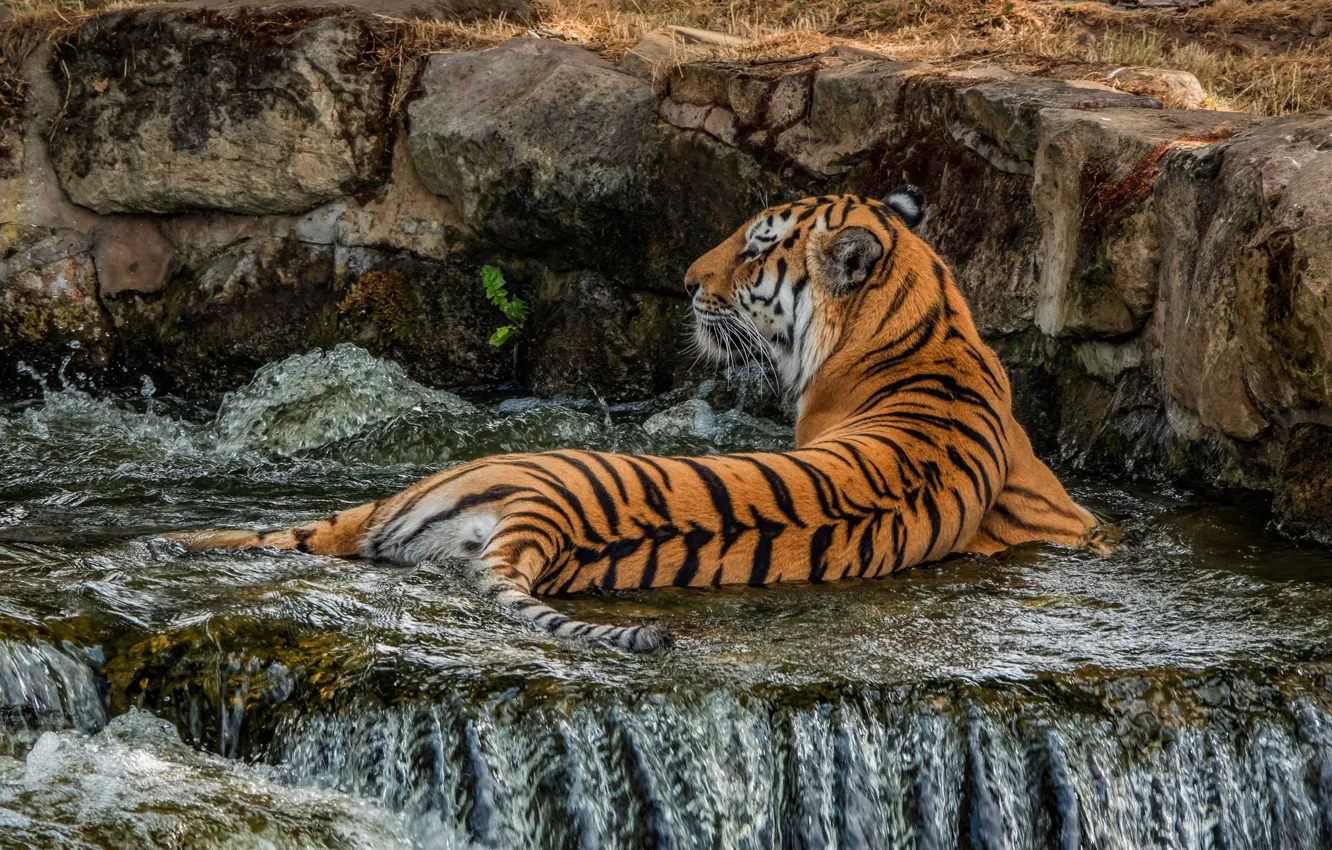 Photo wallpaper nature, tiger, pose, stones, back, waterfall, bathing, lies