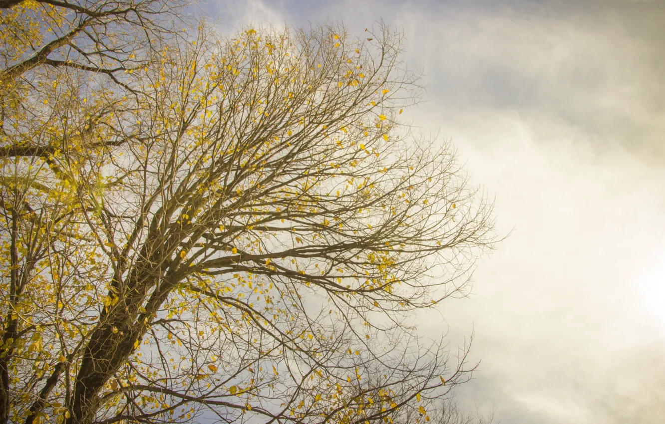 Photo wallpaper sky, tree, branches, branch, gray, no color, Colorless, PAL